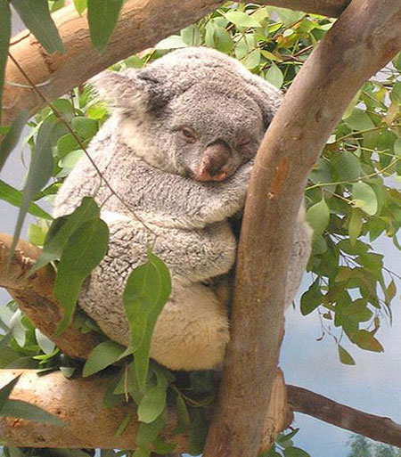 San Diego zoo