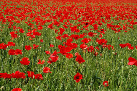 Poppies field
