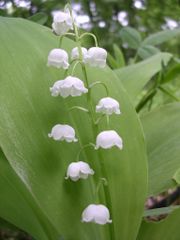 French muguet