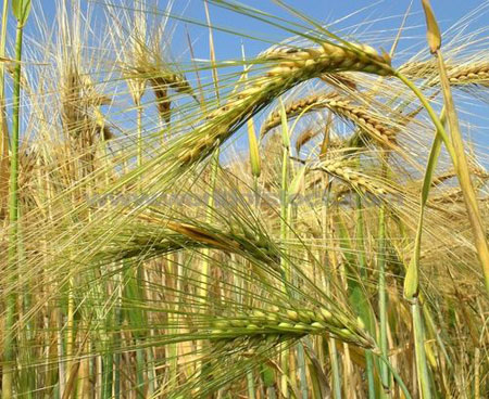 Wheat stalks