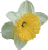 daffodil